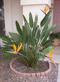 Bird Of Paradise Plant Care Indoors Tropical Bird Of Paradise Birds Of Paradise Plant Paradise Plant Plants