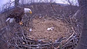 They mate for life and use the same nest each year. Bald Eagle Eggs Seen Hatching On State Forest Webcam Abc News