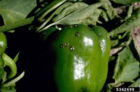 It could be that insects like to seek out these vulnerable crops or just because they're popular in the home garden they have a higher rate of reported infestations. Treating A Pepper Plant With Spots What Causes Black Spots On Peppers