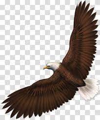 Bald Eagle Bird Eagle S Background Transparent Background Png Clipart Eagle Background Bald Eagle Eagle Painting