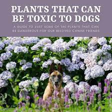 Maybe you would like to learn more about one of these? Dangerous Plants To My Dogs Pethelpful