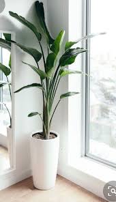 Bird Of Paradise Palm Care Pin On Home Decor