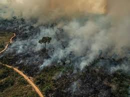 The amazon river basin is home to the largest rainforest on earth. Fires In Amazon Rainforest Up 28 To 6 803 In July Worrying Experts Business Standard News