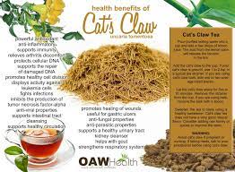 Health Benefits Of Cat S Claw