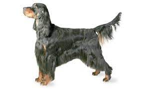Our dogs excel in classic breed type, health, good temperaments, and natural hunting ability. Gordon Setter Dog Breed Information Pictures Characteristics Facts Dogtime Dog Breeds Gordon Setter Dog List