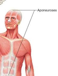 Muscular System Flashcards Chegg Com Please let me do good in this anatomy exam tomorrow. muscular system flashcards chegg com