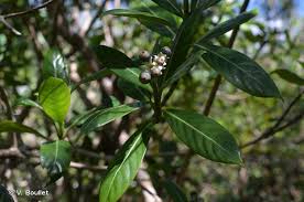 Image result for Gaertnera