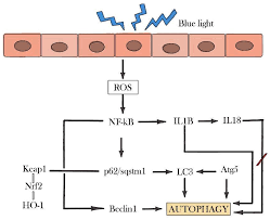 We did not find results for: Biomolecules Free Full Text Plasma Rich In Growth Factors Promotes Autophagy In Arpe19 Cells In Response To Oxidative Stress Induced By Blue Light Html