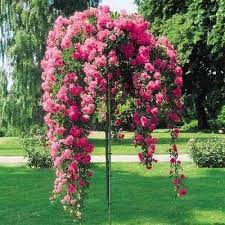 Weeping cherry trees (prunus spp.) must be included in any list of best cascading specimens. Rose Tree By Evette White 35 Rose Trees Plants Knockout Rose Tree