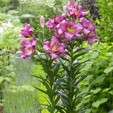 The fringed edges look like crystals forming at the end tall, strong and reliable, queen of the night partners well with light pinks, bold oranges and creamy whites. Van Zyverden Lilies Mammouth Tall Lilies Purple Ladies Bulbs 7 Set 83470 The Home Depot