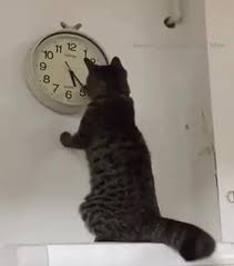 Vet for Cats - N'oubliez pas, ce week-end on change...