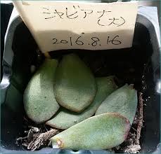 バスケットのイリアand葉挿しその後 M S Small Garden Milky Mamaの小さな庭