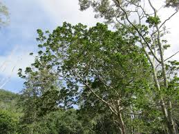 Image result for Micrococca capensis