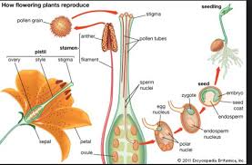 Biology Lessons