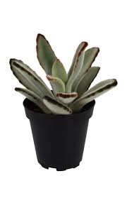 Image result for Kalanchoe lanceolata