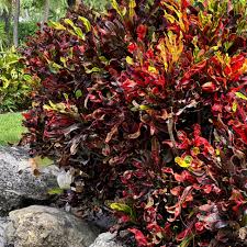 Image result for Croton gossweileri