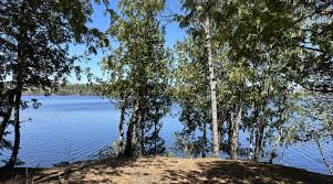 Image result for Elymandra grallata