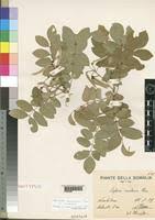 Image result for Millettia usaramensis