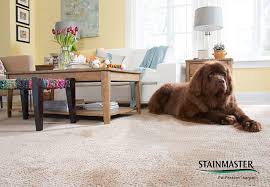 We did not find results for: Stainmaster Petprotect Collection Durable Carpet For Pets