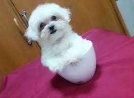 Don't hesitate to get your dog from here. Teacup Maltese Puppies Dogs Metro Manila Philippines Brand New 2nd Hand For Sale Page 1