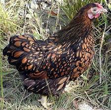 We did not find results for: Ayam Wyandotte Huraian Baka Foto Ulasan