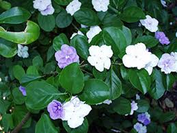 Image result for Brunfelsia australis