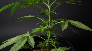 We mix about 3 grams of virgin unrefined coconut oil with each 10 grams of cannabis essential oil, and then mix in enough cornstarch to turn it into silly putty, about 22 grams. The Purpose And Uses Of Weed Stems Weedmaps