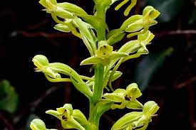 Image result for Habenaria microsaccus