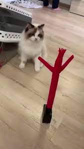 Funny Cat Videos Can T Stop Laughing Lol Funny Cat Videos Funny Animal Videos Cute Funny Animals Funny Animals