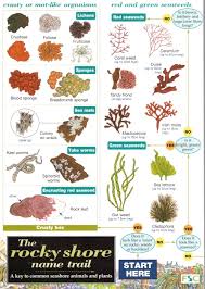 Rocky Shore Name Trail Identification Chart By Cremona C