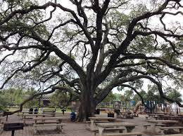 Neptune Park Where We Had Our Picnic Lunches See The Playground In In Background These Wonderful Li St Simons Island Barrier Island St Simons Island Georgia