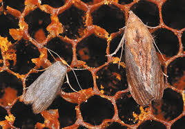 Il bozzolo è un involucro protettivo all'interno del quale si svolge la metamorfosi di alcuni insetti allo stadio di pupa. Https Link Springer Com Content Pdf 10 1007 2f978 88 470 5650 3 9 Pdf