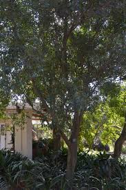 Image result for Bersama lucens