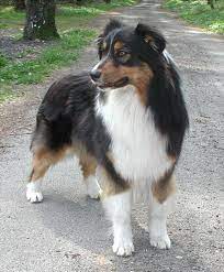 We did not find results for: Austrailian Shepherds Australian Shepherd Black Tri Ruede Welpe Aussergewoehnlich Schoen Aussie Dogs Sheep Dog Puppy Shetland Sheepdog Puppies