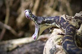 The cobra was protecting the puppies until help arrived. Protect Your Dog From Snake Bites Australian Dog Lover