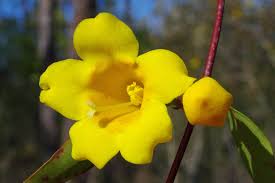 Image result for Gelsemiaceae