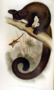 Greater Glider Wikipedia