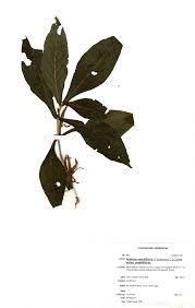 Image result for Anisotes