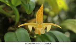 Image result for Bulbophyllum fuscum