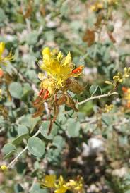 Image result for Adenolobus pechuelii