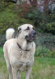 What A Great Body For An Anatoliansheperd Kangal Dog Anatolian Shepherd Dog Dog Breeds