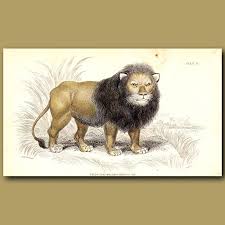 Black Maned Lion Animal Illustration Art Animals