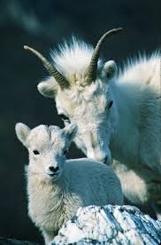 New Born Dall Sheep Lamb Ewe Animals Beautiful Sheep And Lamb Sheep