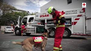 The outlook for the pigs is still heavily Cruz Roja Sede Nacional