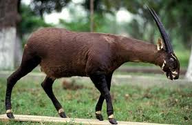 Saola Pseudoryx Nghetinhensis Endangered Animals Extinct Animals Endangered Species Art