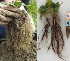 So the first command failed with authentication required, but the second is ok. How To Cure Root Rot Ryno Lawn Care