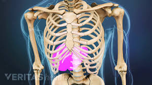 These organs include the kidneys lungsthe ribcage also protects parts of the stomach, spleen and kidneys.a rib protects your lungs. Lower Left Back Pain From Internal Organs