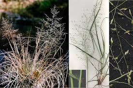 Image result for Eragrostis heteromera