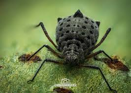 Image result for Plinthus cryptocarpus