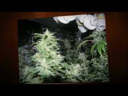 Cfl stands for compact fluorescent lighting, and though they are not high intensity lights, they can still produce quality cannabis. Super Powerful Cfl Grow Lights Are Here The How To Cannabis Growers Q A With Cfl Grow Lights